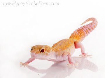 RAPTOR Image 2