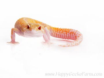 RAPTOR Image 1