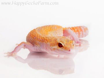 RAPTOR Image 0