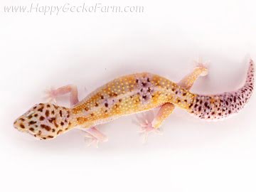 White and Yellow het RAPTOR Image 7
