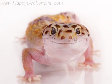 White and Yellow het RAPTOR Image 6
