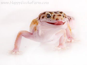 White and Yellow het RAPTOR Image 5