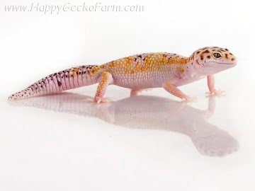 White and Yellow het RAPTOR Image 4