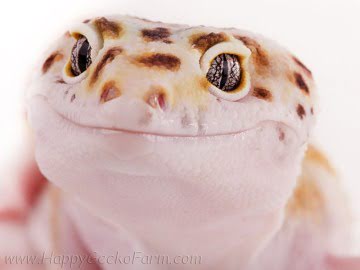 White and Yellow het RAPTOR Image 2