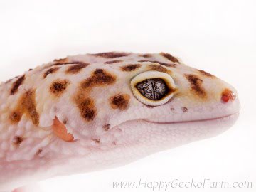 White and Yellow het RAPTOR Image 3