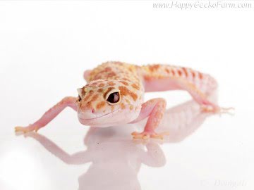 RAPTOR (1Snake, 1Ruby Eyes) Image 2