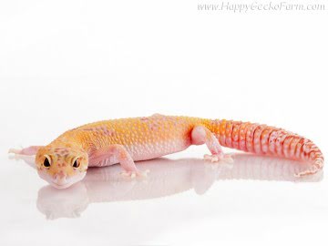 RAPTOR (1Snake, 1Ruby Eyes) Image 3