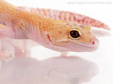 RAPTOR (1Snake, 1Ruby Eyes) Image 1