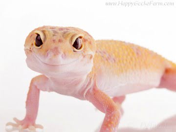 RAPTOR (1Snake, 1Ruby Eyes) Image 0