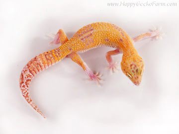 RAPTOR (1Snake, 1Ruby Eyes) Image 4