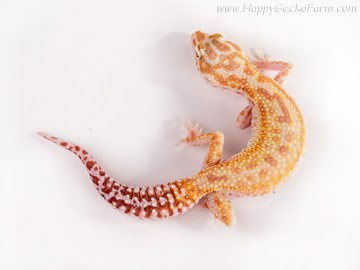  CHCTTRSTA het RAPTOR Image 4