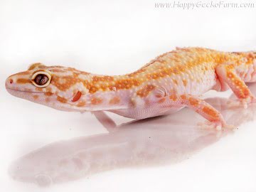  CHCTTRSTA het RAPTOR Image 2