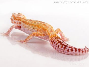  CHCTTRSTA het RAPTOR Image 1