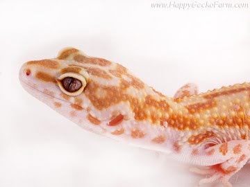  CHCTTRSTA het RAPTOR Image 0