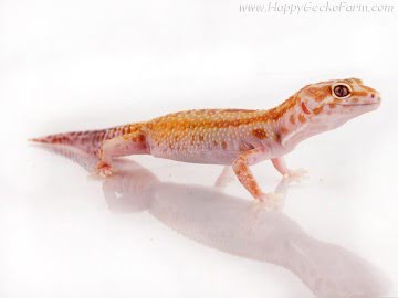  CHCTTRSTA het RAPTOR Image 3