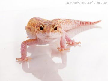 het RAPTOR (Ruby Eyes) Image 3