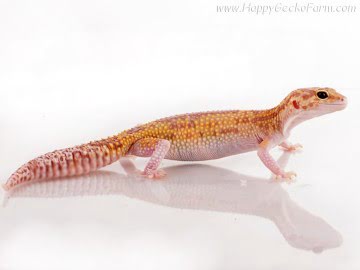 het RAPTOR (Ruby Eyes) Image 4