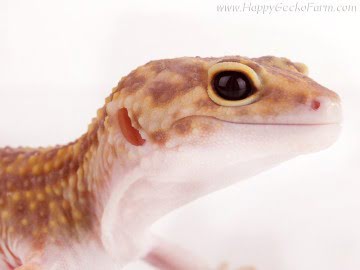 het RAPTOR (Ruby Eyes) Image 2