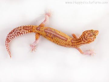 het RAPTOR (Ruby Eyes) Image 5