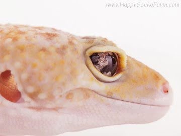 RAPTOR (Marble Eye?) Image 0
