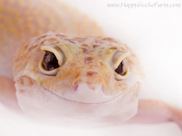 RAPTOR (Marble Eye?) Image 1