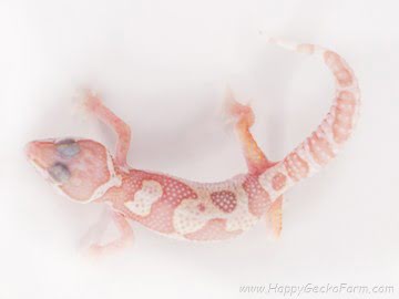 Jungle Mack Snow TA Image 1