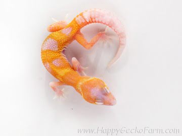 RAPTOR Snake Eyes Image 3