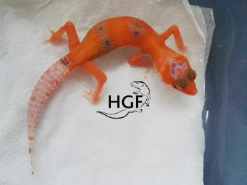 Sunglow Enigma Image 0