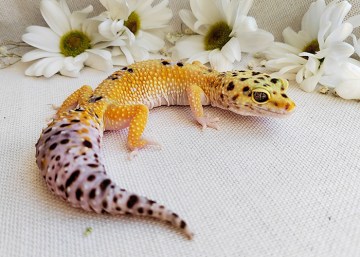 Эублефар White&Yellow Image 3