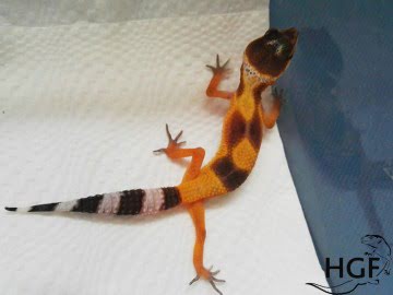 Tangerine poss SHT Image 0
