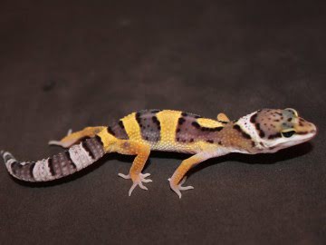 Normal Image 1