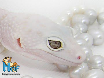 Эублефар Irbis Рroject (Albino) Image 1