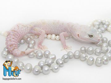 Эублефар Irbis Рroject (Albino)