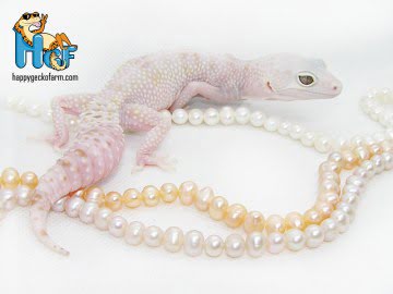 Эублефар Irbis Рroject (Albino) Image 2