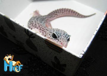 Эублефар Super Snow Image 0
