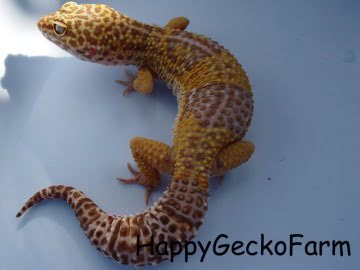 Tremper Albino Image 3