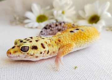 Эублефар White&Yellow Image 4
