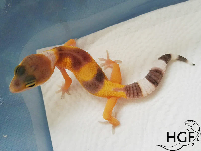 Tangerine poss SHT