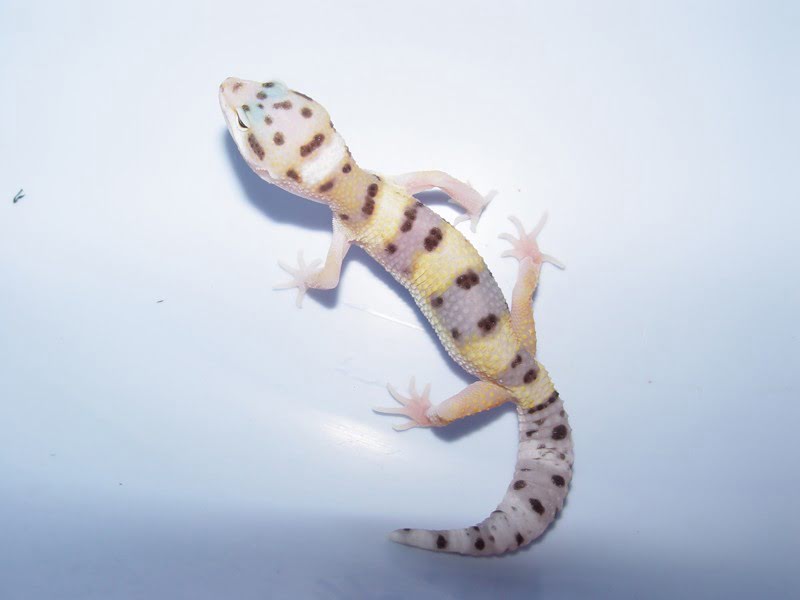 White & Yellow