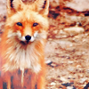 RainbowFox аватар