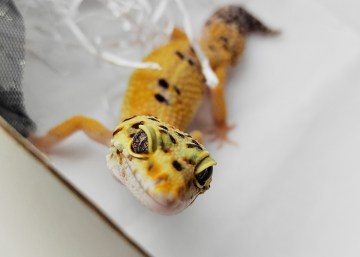 Эублефар White&Yellow